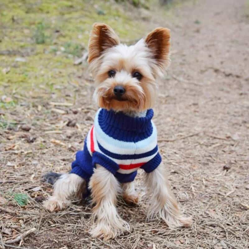 Soft Holiday Yorkie Sweater
