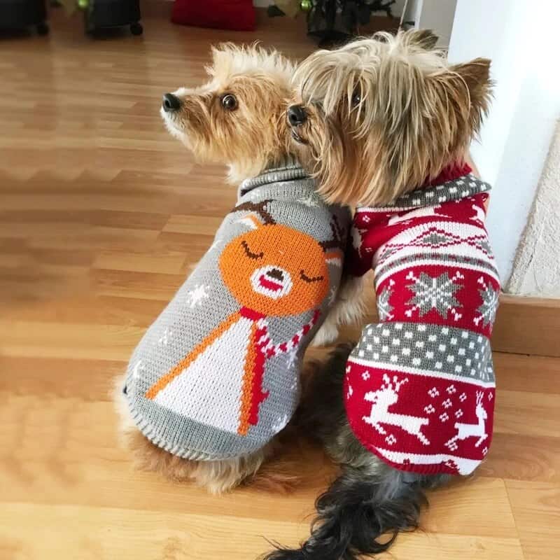 Warm Christmas Yorkie Sweater