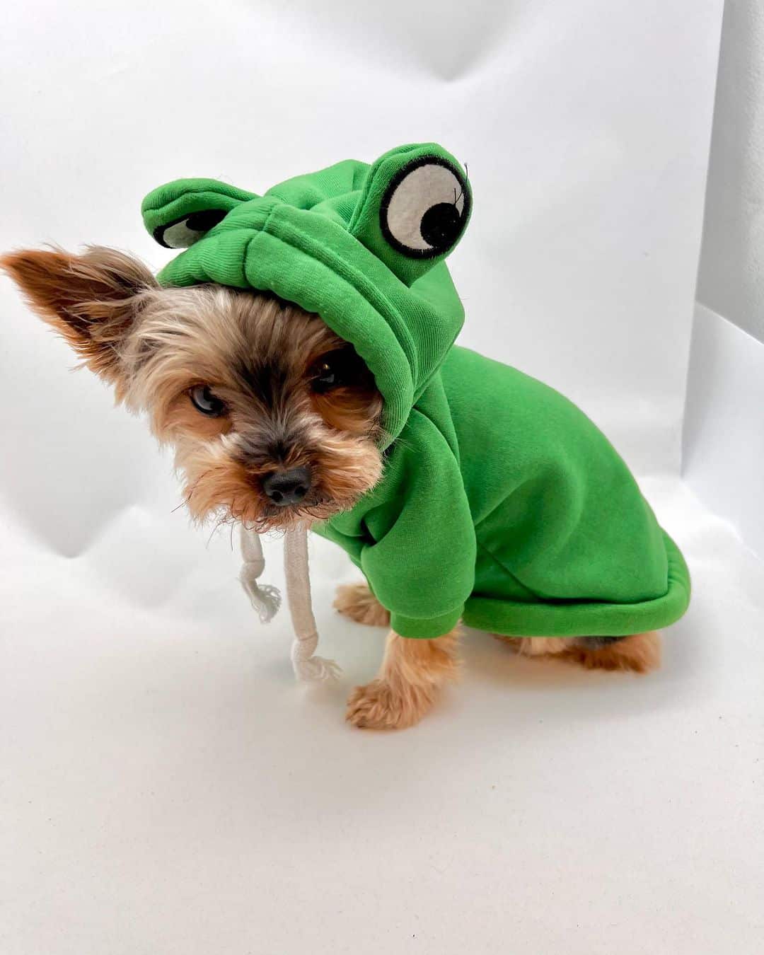 deer-yorkie-costume