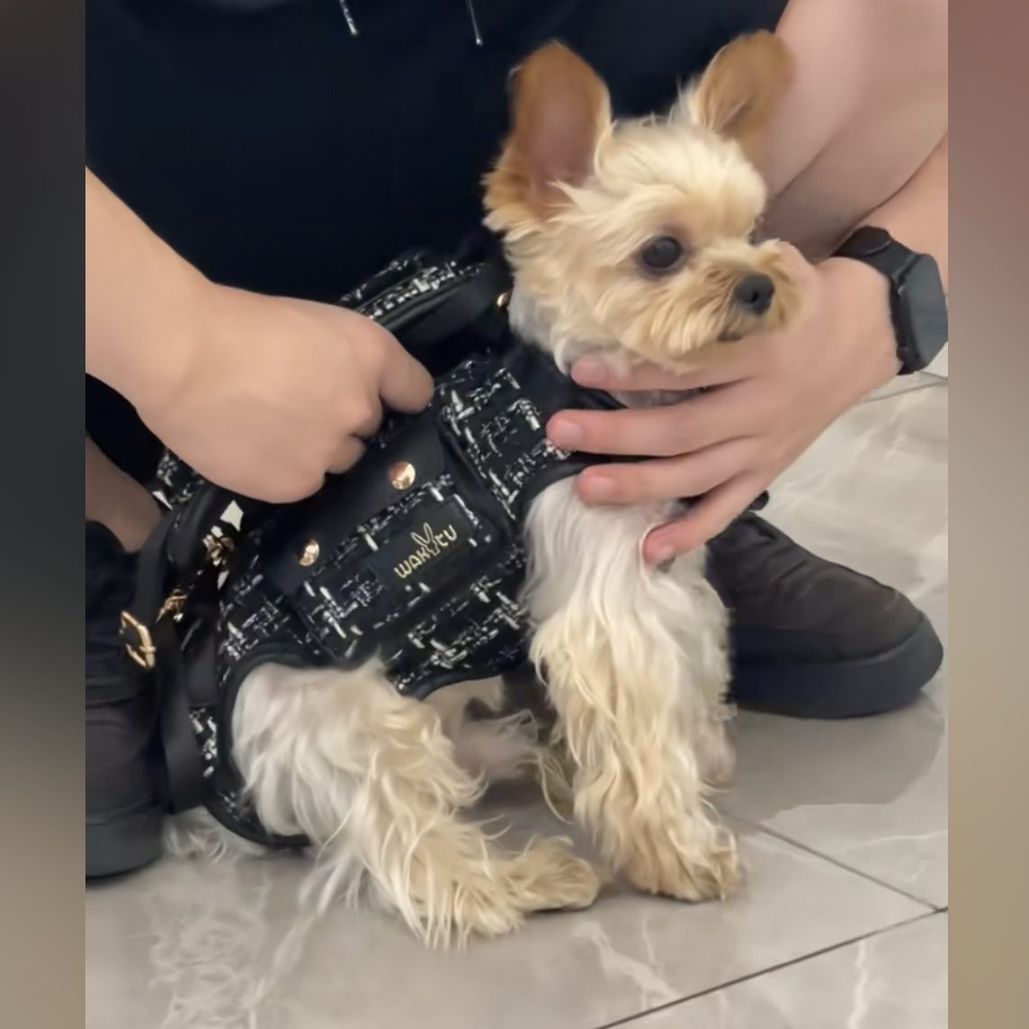 Hands-Free Shoulder Yorkie Carrier