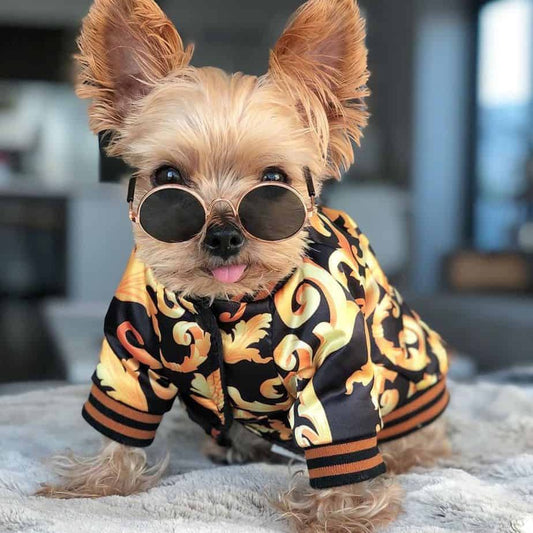 boston terrier hoodie