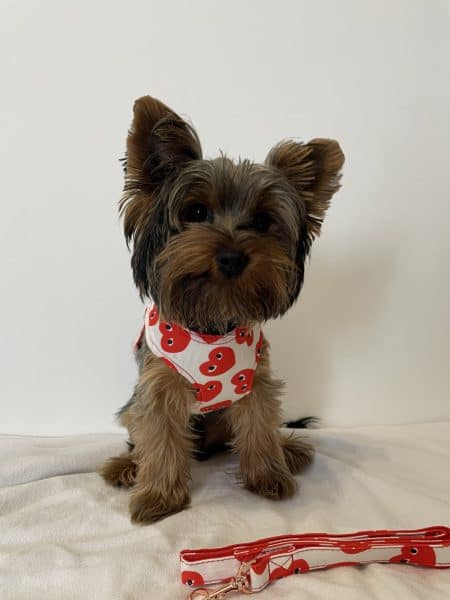 Lovely Yorkie Harness & Leash