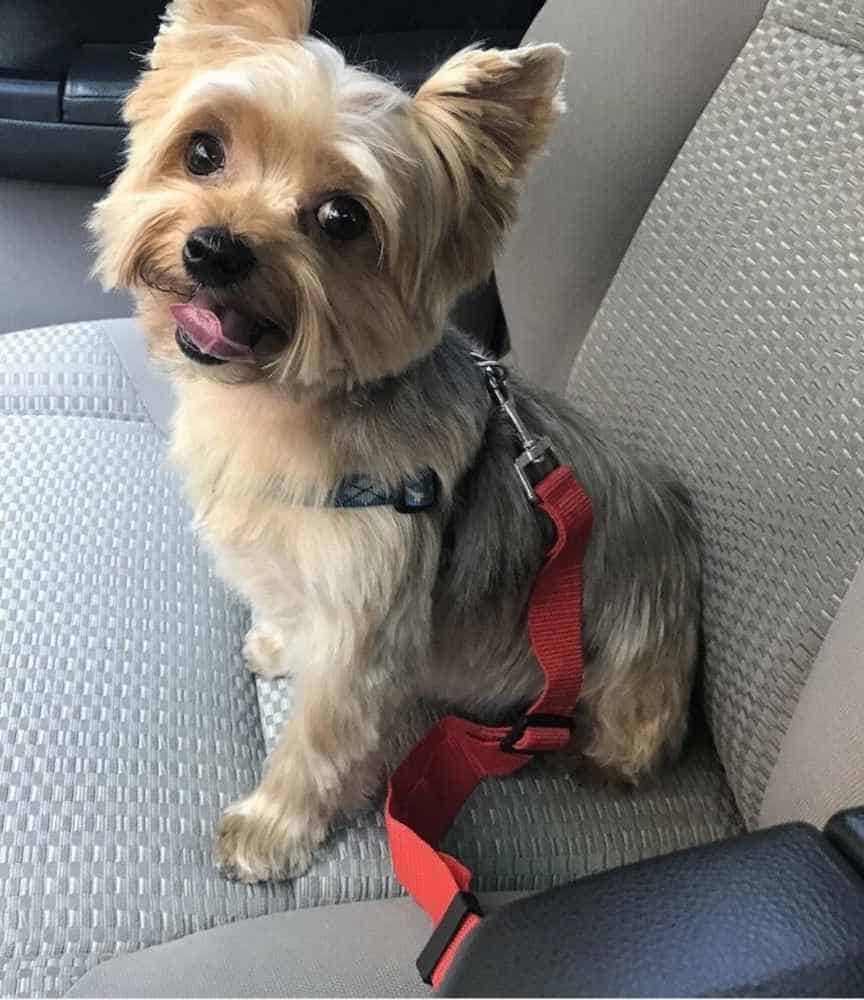 yorkie-safety-belt