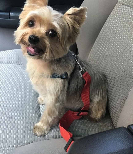 yorkie-safety-belt