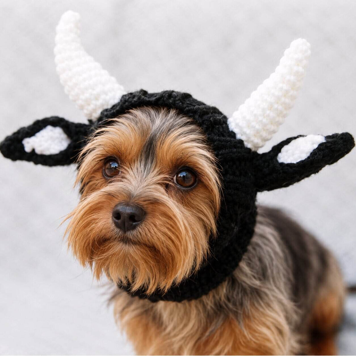 Cow Yorkie Halloween Hat