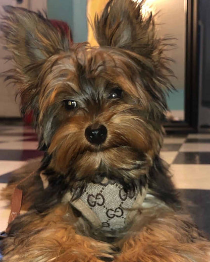 Pawcci Designer Dog Harness With Leash Set