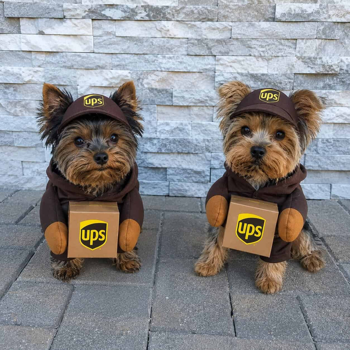UPS Yorkie Costume