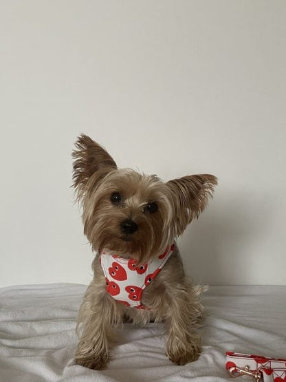 Lovely Yorkie Harness & Leash