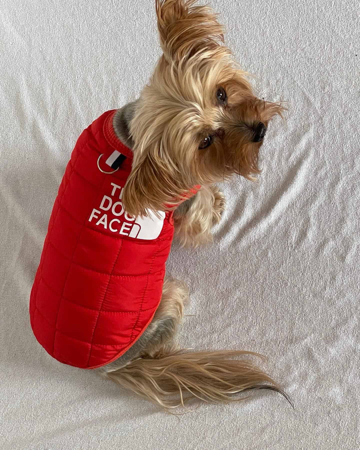 The Dog Face Yorkie Vest Jacket