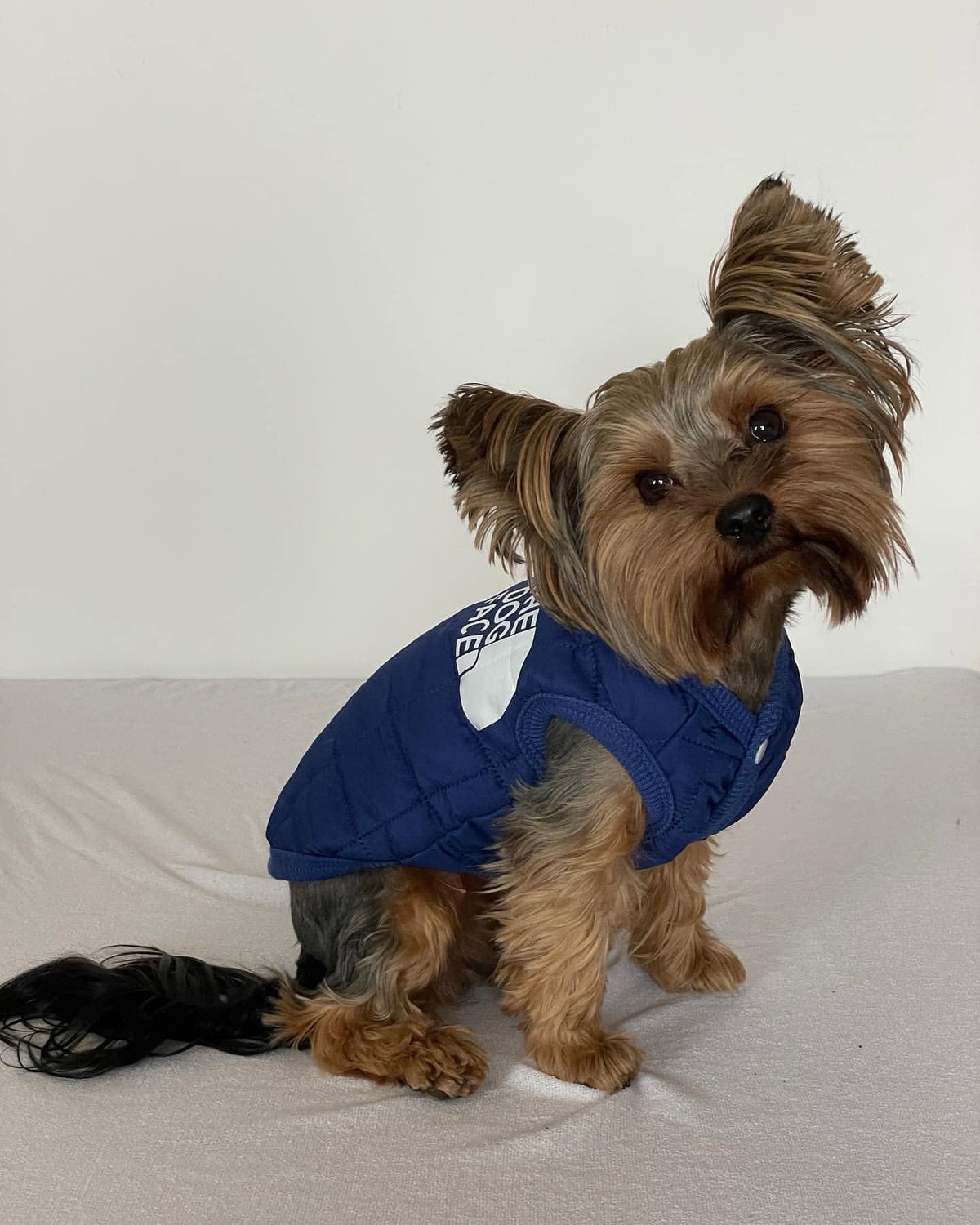 The Dog Face Yorkie Vest Jacket