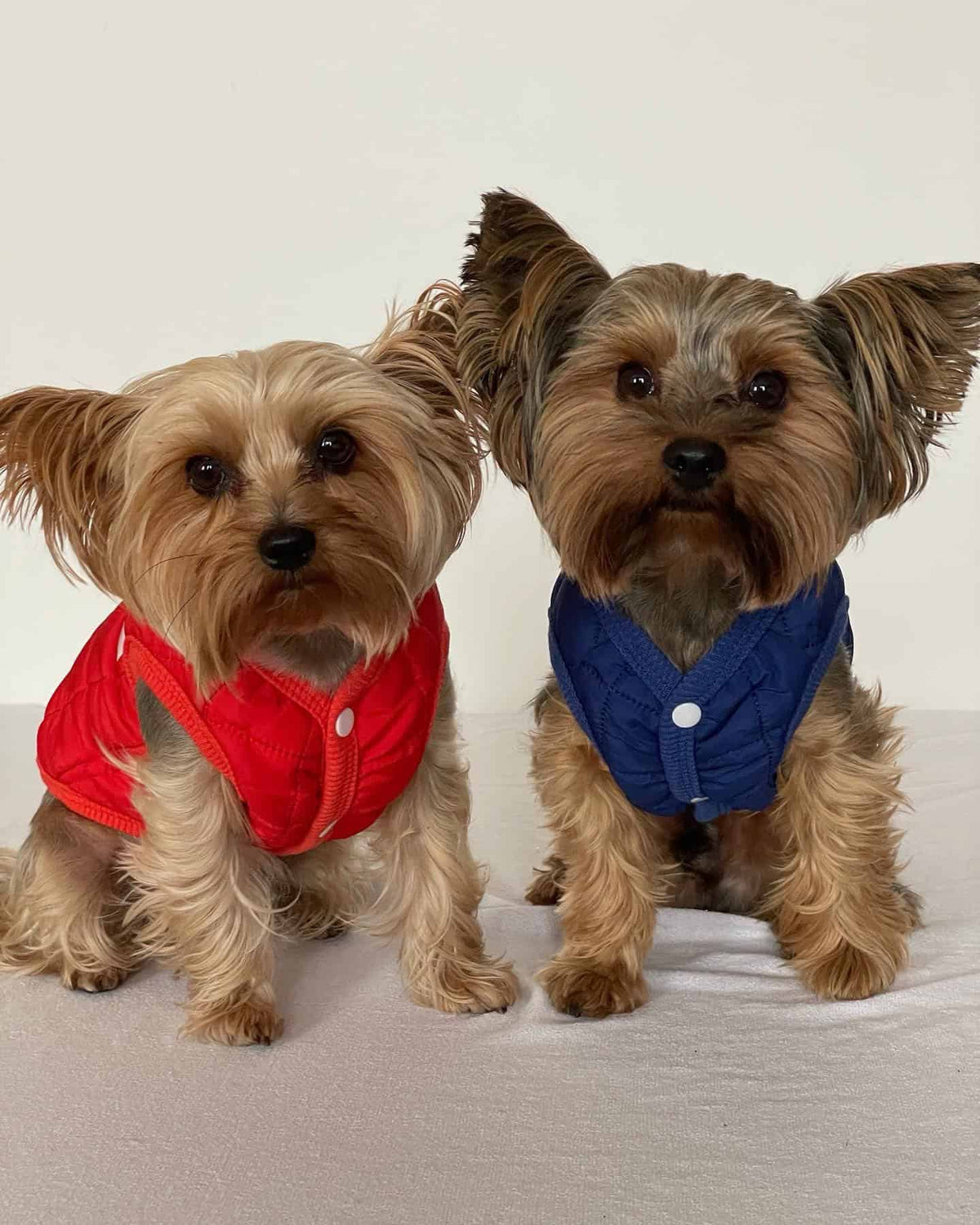The Dog Face Yorkie Vest Jacket