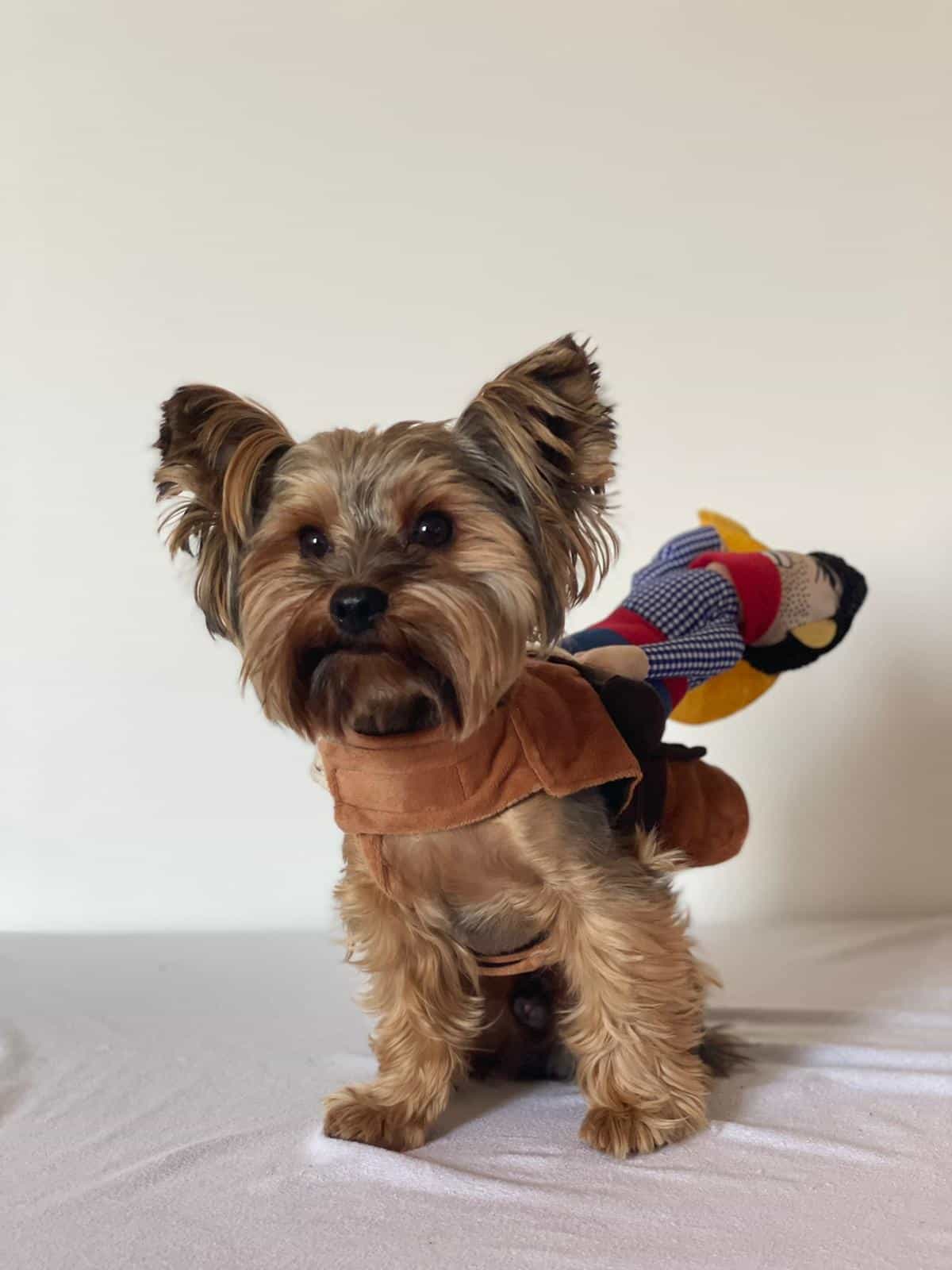 yorkie-halloween-costume