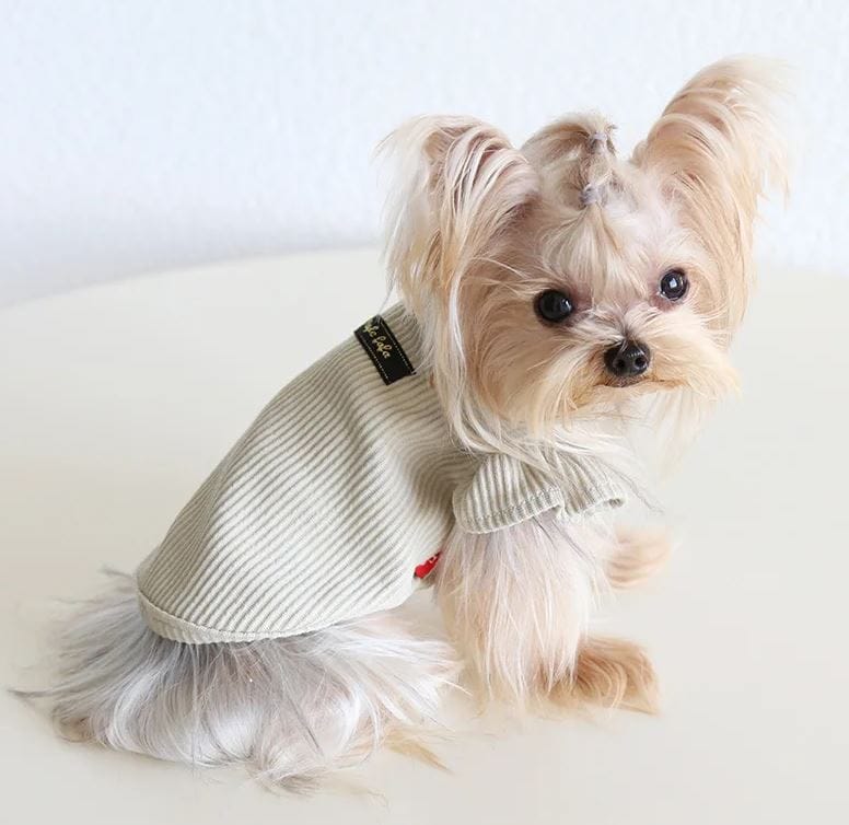 ribbed yorkie shirt