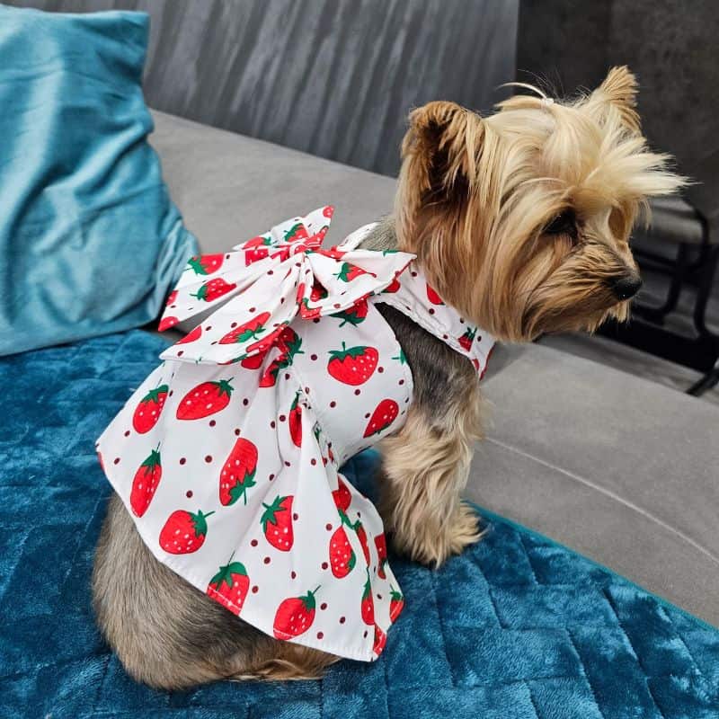 summer cute yorkie dress