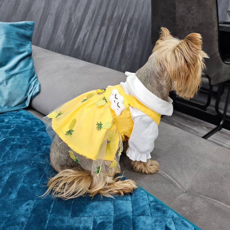 summer cute yorkie dress