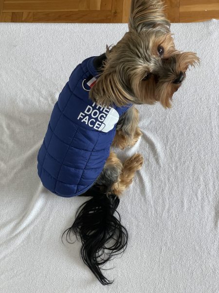 The Dog Face Yorkie Vest Jacket
