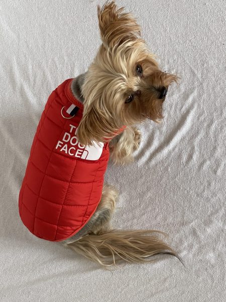 The Dog Face Yorkie Vest Jacket