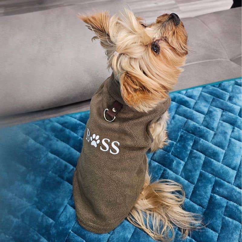 Who Is Your Boss Yorkie Coat