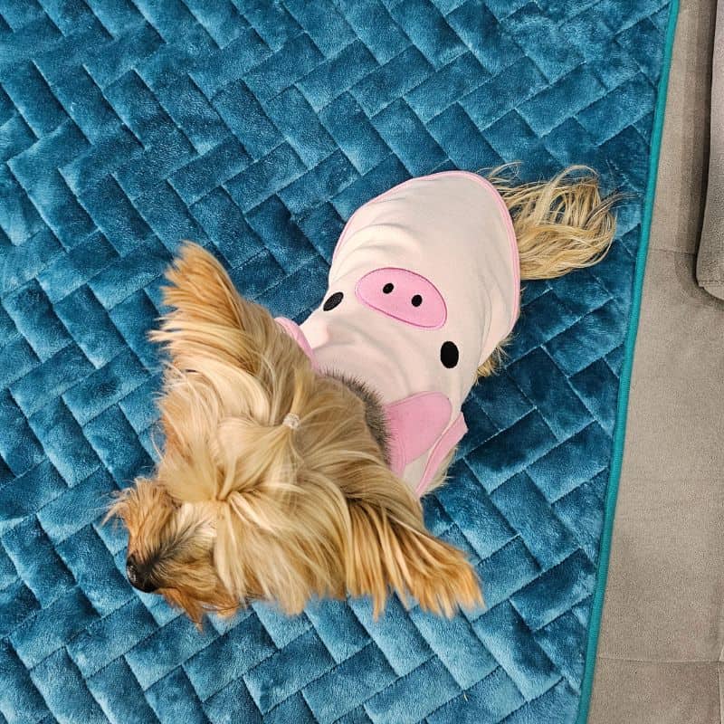 yorkie bunny vest