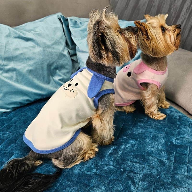 yorkie bunny vest