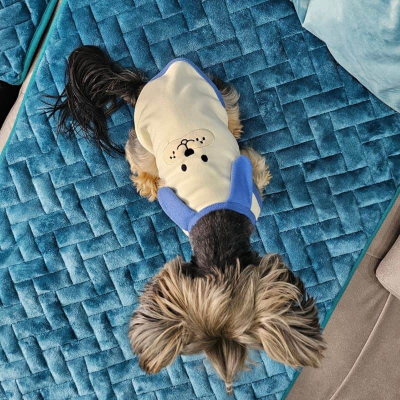 yorkie bunny vest