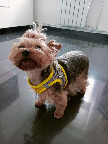 Breathable Mesh Yorkie Harness