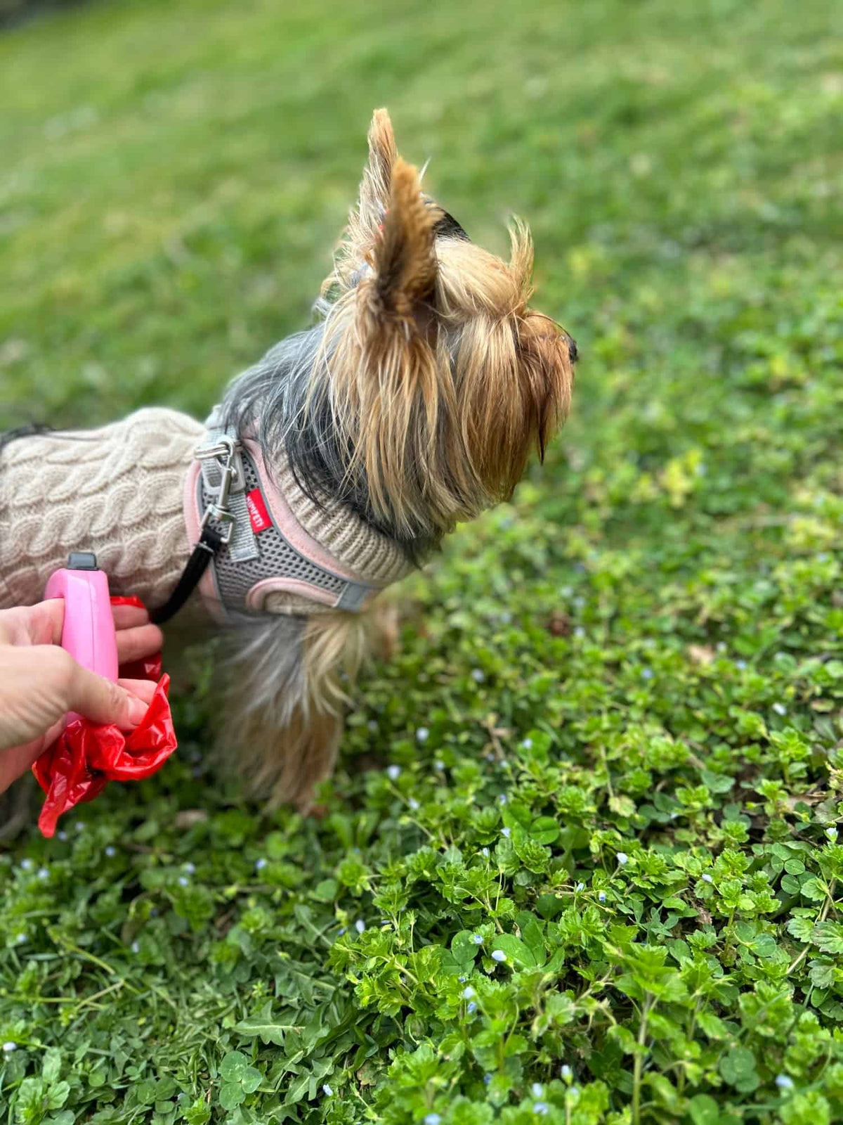 Breathable Mesh Yorkie Harness