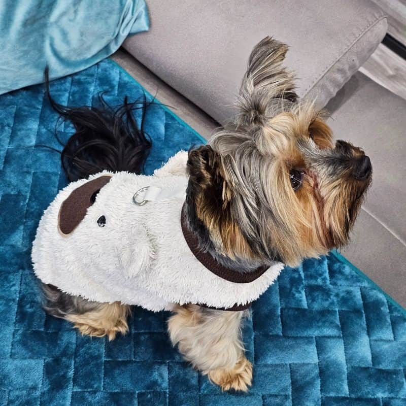 yorkie teddy warm coat