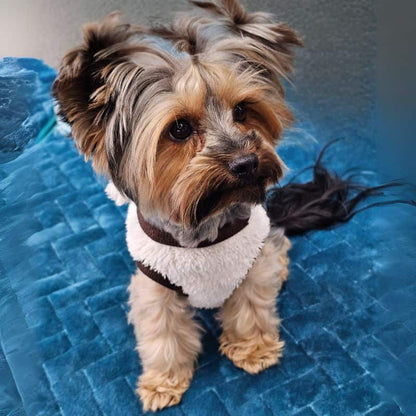yorkie teddy warm coat