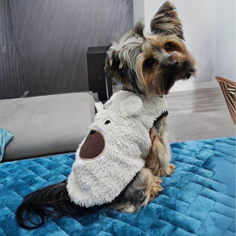 yorkie teddy warm coat
