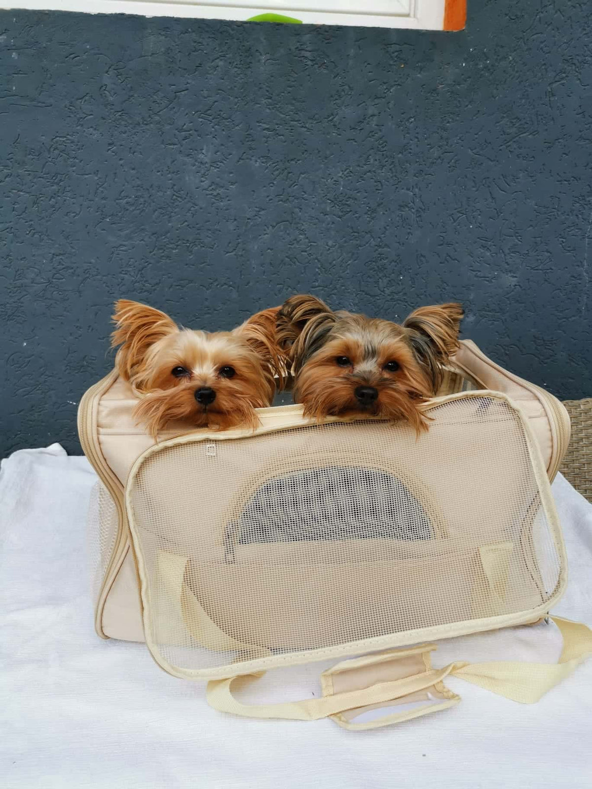 yorkies gram mesh yorkie carrier bag