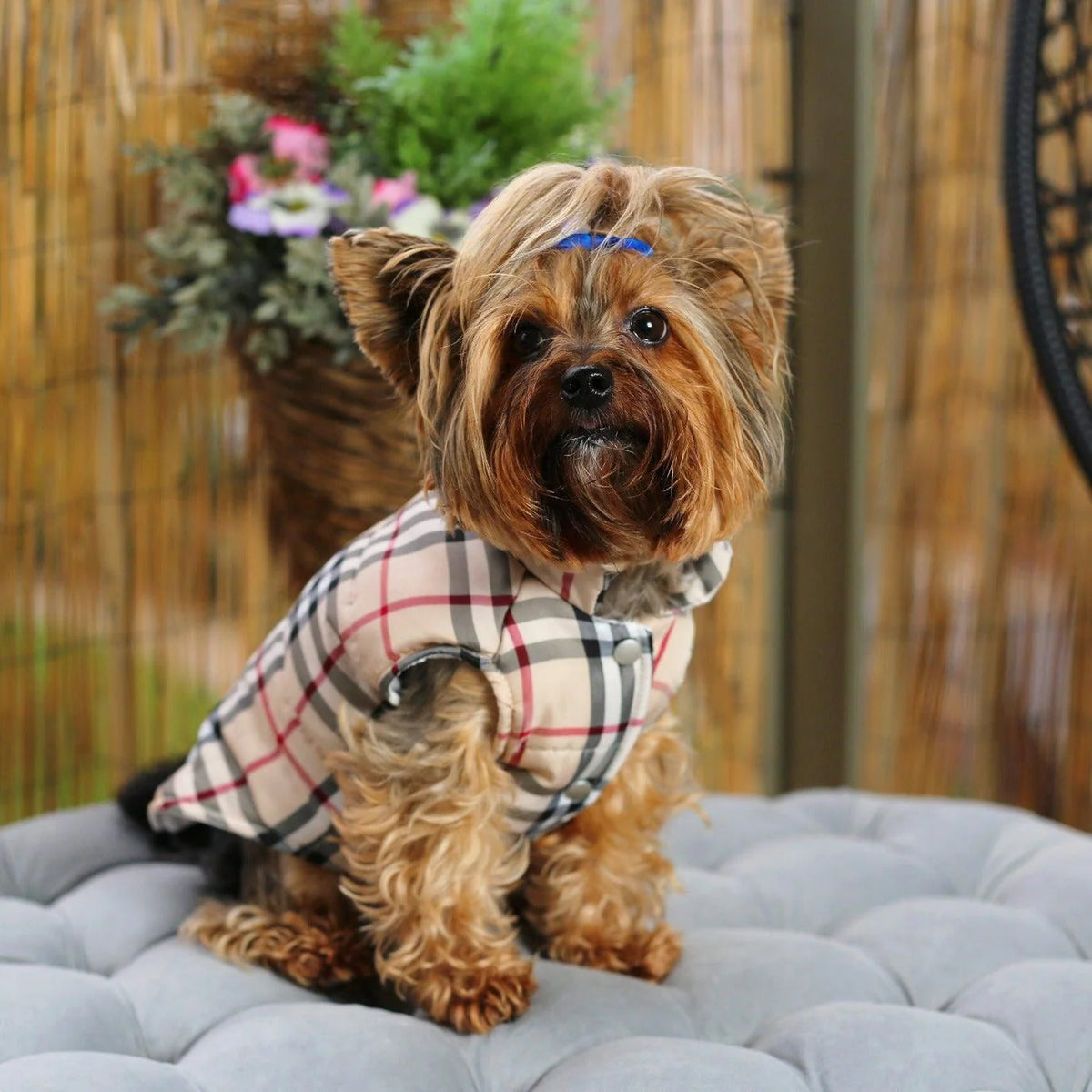 Yorkies Gram Designer Yorkie Vest Jacket