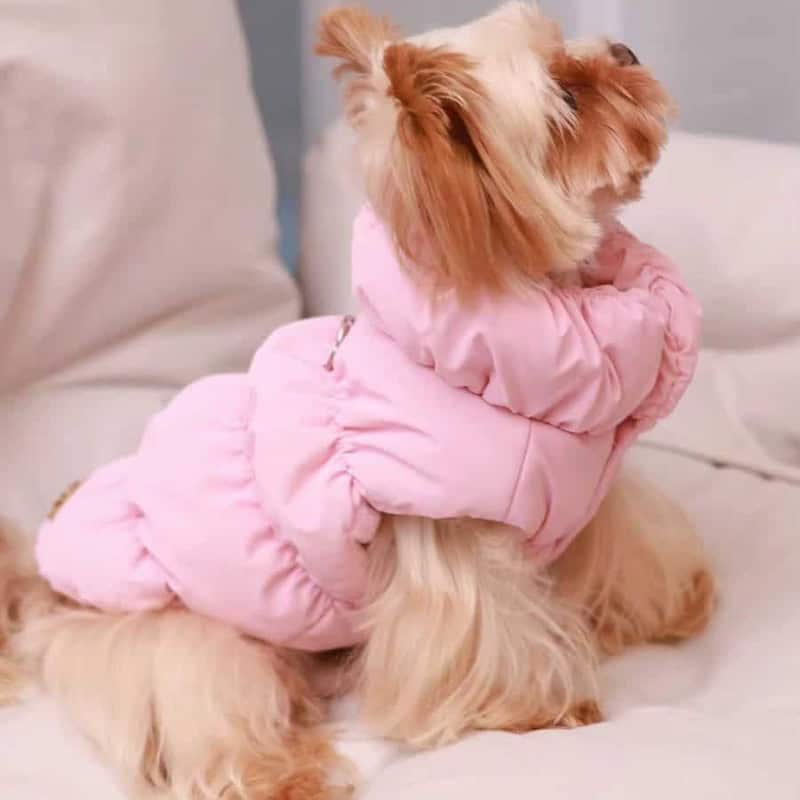 Yorkshire Terrier in a pink winter puffer jacket - full body