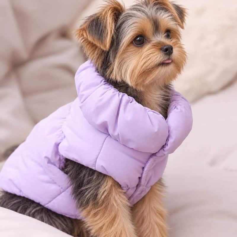 Yorkshire Terrier wearing a purple winter puffer jacket
