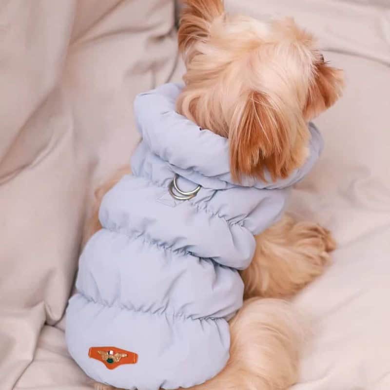 Yorkshire Terrier wearing a sky blue winter puffer jacket