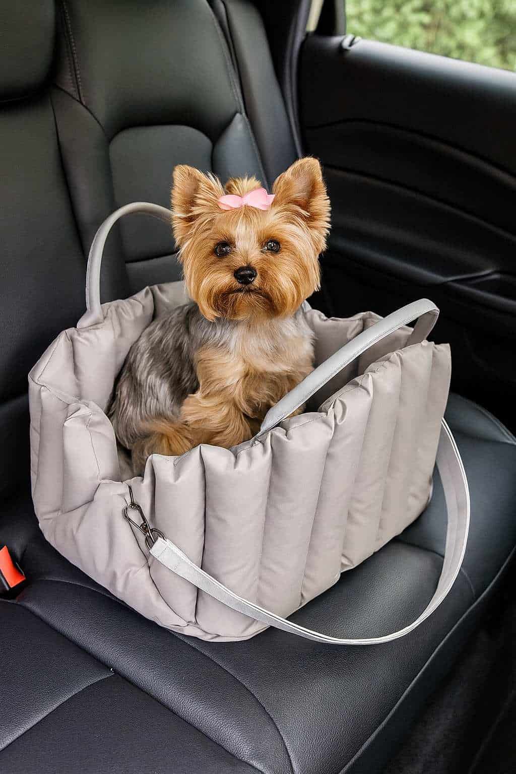 yorkie_carrier_yorkies gram