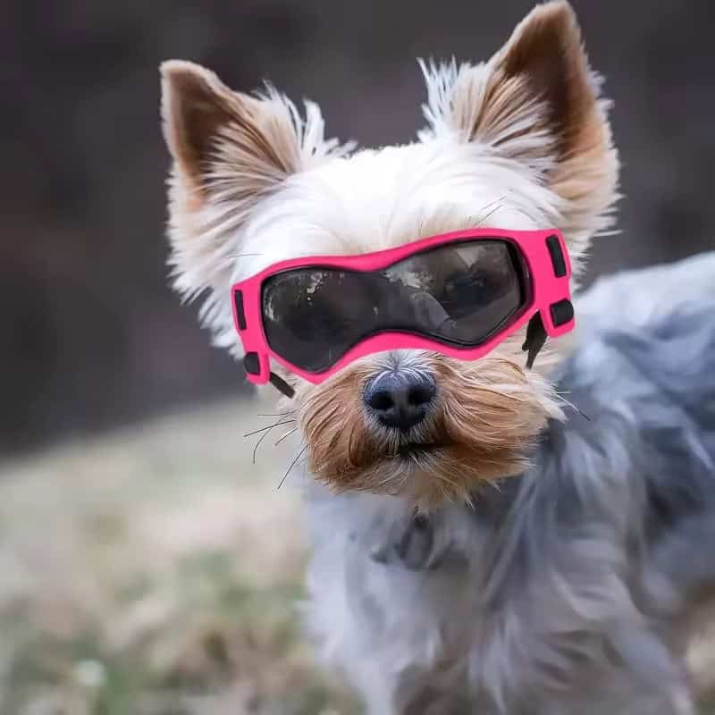 yorkie goggles yorkies gram