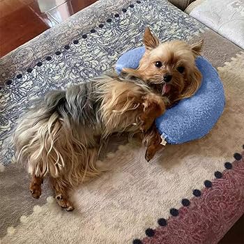 yorkies gram anxiety yorkie pillow