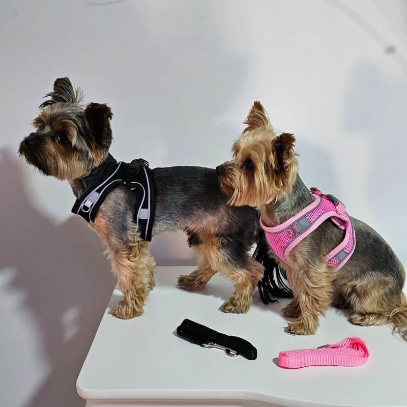 breathable yorkie harness leash set