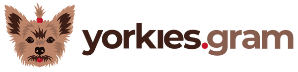 Yorkies Gram