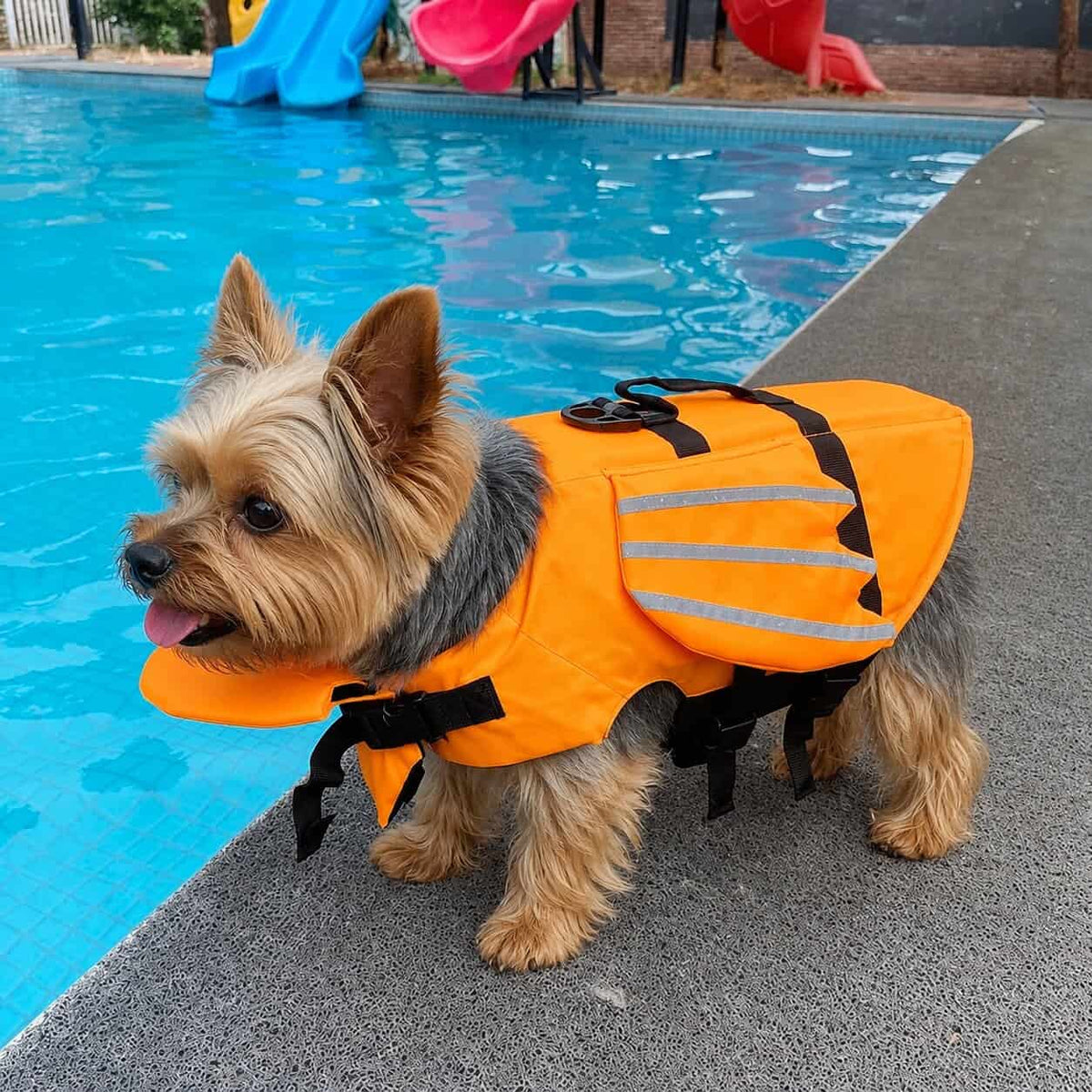 Dragon Yorkie Life Jacket