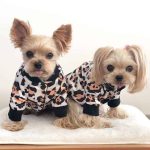 yorkie jacket