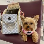 airplane-friendly-pet-carrier-yorkshire-terrier-luxury-carrier-bag