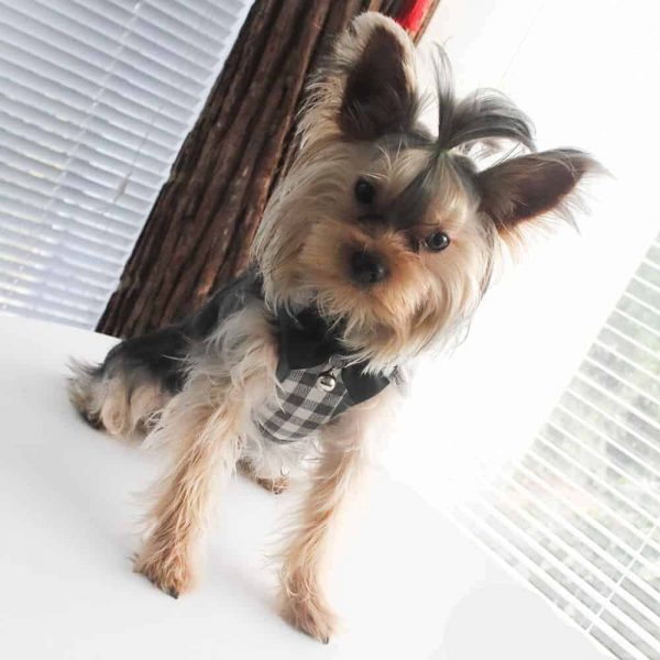 vest-yorkieshire-harnesses