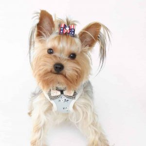 yorkshire-terrier-vest-harness