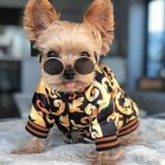 boston terrier hoodie