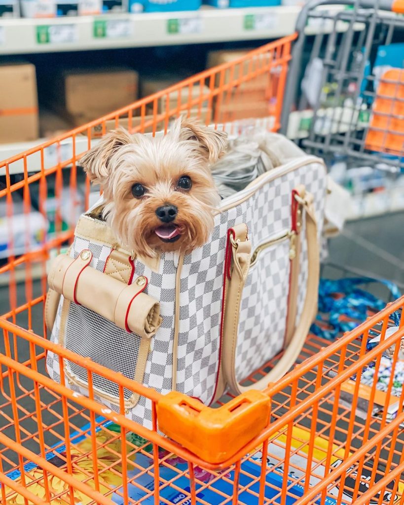 airplane friendly pet carrier yorkshire terrier luxury carrier bag