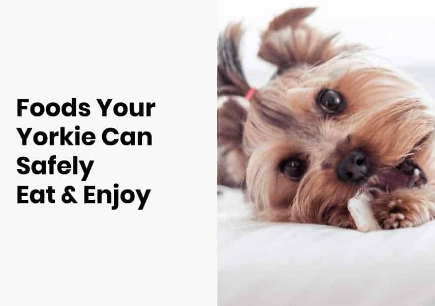 Foods Yorkshire Terrier Can Eat • Yorkies Gram - Yorkies Gram Blog