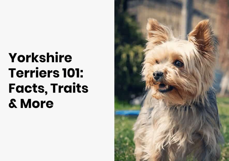 yorkshire terriers facts and traits