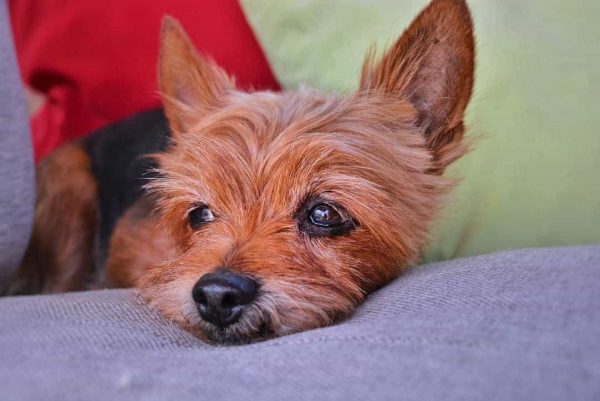 Everything You Need To Know About Yorkie Pregnancy • Yorkies Gram